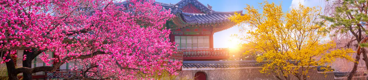Cherry blossoms by a Korean temple at dusk