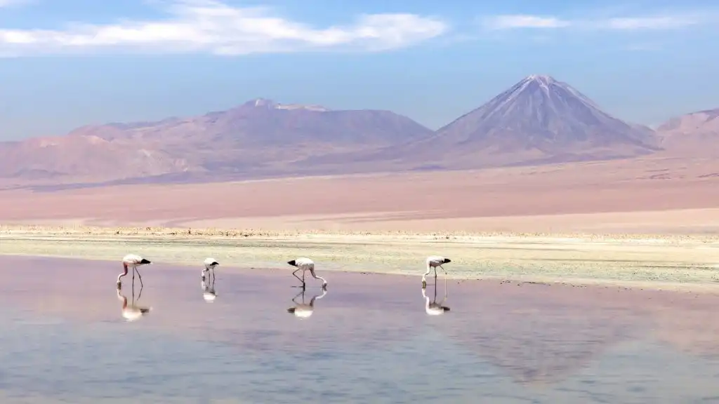 Four flamingos feeding in the shallow water of Laguna Chaxa in Chile's Atacama Desert, with the Licancabur volcano and the Andes rising behind the salt flat.