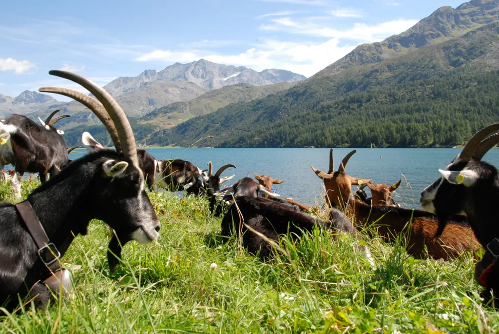 Teach English in Switzerland